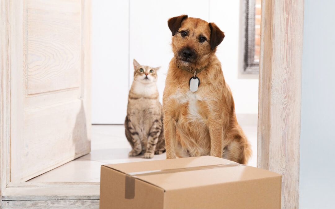 Storage Solutions For Pet Owners